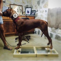 Rhodesian Ridgeback Puppies from Zambezi River Ridgebacks