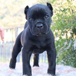 Neon green girl - Black female Cane Corso puppy in Caliente, California from Rafter Cross 7
