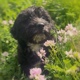 Ivy - Black female Goldendoodle puppy in Clinton Township, New Jersey from Harmony Goberians