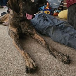 Great Dane All Grown Up from Port Bay Danes