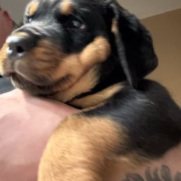 Blue boy - Black and mahogany male Rottweiler puppy in Colorado Springs, Colorado from Von Locher Rotties