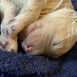 Girl 3 - female Labradoodle puppy in Toledo, Washington from Bigfoot Doodles
