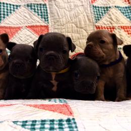 French Bulldog Puppies from Laurelwood Frenchies CA