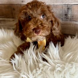 Ray - Merle male Goldendoodle puppy in Decatur, Texas from Scherrer Sweet Goldendoodles
