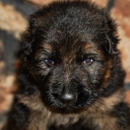 Brown collar - Black and red male German Shepherd puppy in Howell, Michigan from Sheyenne’s Shepherds