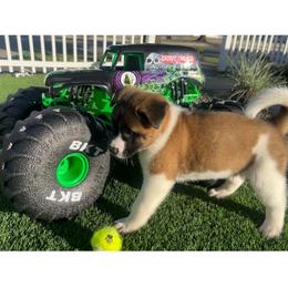 Boy 2 orange - Brown brindle male Akita puppy in Las Vegas, Nevada from Ishikawa Akita's