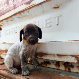 Poppy - White and liver female German Shorthaired Pointer puppy in Macclenny, Florida from Dillon's GSPs