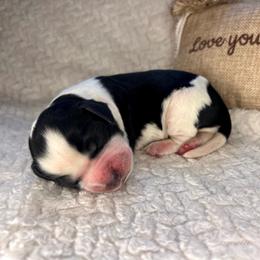 Melon - White and black female English Springer Spaniel puppy in Swainsboro, Georgia from Sweet Georgia Springers
