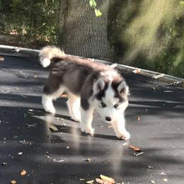 Charlie - Black and white male Siberian Husky puppy in Lakeland, Florida from Husky Breeder of Central Florida