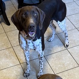 Hank - German Shorthaired Pointer