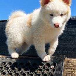Percy - Red and white male Pomsky puppy in Winston, Oregon from Arctic Tails Spitz