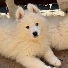 Brown boy - White male Samoyed puppy in Hellertown, Pennsylvania from O’blako Samoyeds