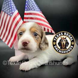 Ranger - Dapple male Dachshund puppy in Houston, Texas from Texas Regal Dachshunds LLC