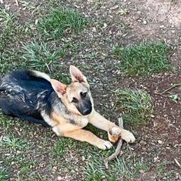 Zen- went from runt to STUNNING - male German Shepherd puppy in Yuba City, California from Barton’s German Shepherds