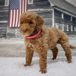 Phillis - Red  female Poodle puppy in Benton, Illinois from Red Barn Moyen Poodles