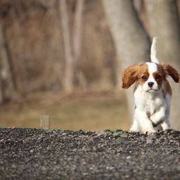 Cavalier King Charles Spaniel Puppies from Blueberry Hill Cavaliers