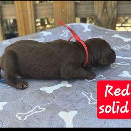 Red girl - Liver female German Shorthaired Pointer puppy in Dahlonega, Georgia from Pointer Mountain Bird Dogs