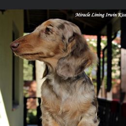 Irwin - Dachshund