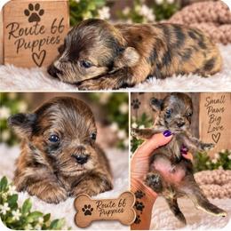 Willie Nelson (Extremely small) - Merle male Shihpoo puppy in Delphos, Ohio from Route 66 Puppies