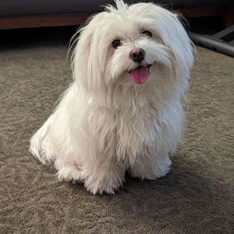 Bob - Maltese