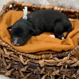 Grey collar - Black tri-color male Aussiedoodle puppy in 32046, Florida from River Hill Ranch