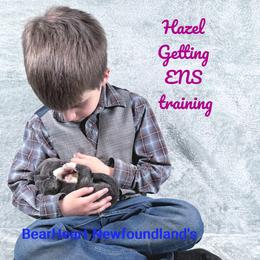 Hazel - Gray female Newfoundland puppy in Cortez, Colorado from Bear Heart Newfoundlands, LLC