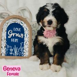 Geneva - Tri-color female Bernedoodle puppy in Beecher, Illinois from Erica’s Doodles