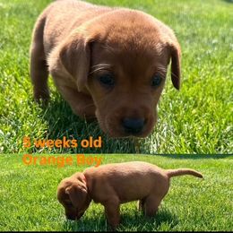 Labrador Retriever Puppies from McEnpoint Red Labs