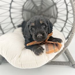 Evan - Phantom male Goldendoodle puppy in Taylor, Michigan from Mi Best Doodle Ever, LLC