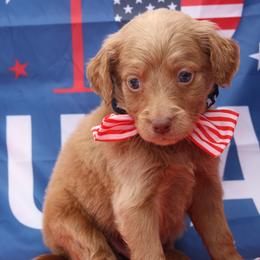 Dandy - Brown male Bernedoodle puppy in Westminster, South Carolina from Goldendoodlepuppiessc
