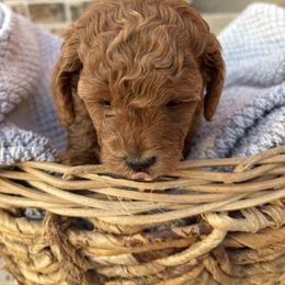 Posey - Red female Maltipoo puppy in St George, Utah from Quel’s Maltipoos