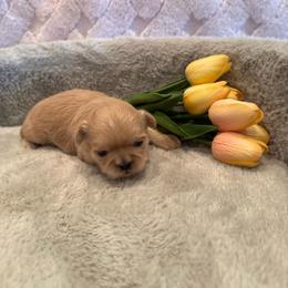 Reed - Cream and white male Shih Tzu puppy in Success, Missouri from Sweet Success