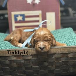 Teddy - Red male Australian Labradoodle puppy in Citrus Heights, California from Elite Blend Labradoodles
