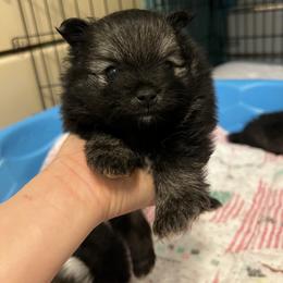 Boy 2 - Black and brindle male Pomeranian puppy in Columbus, Georgia from Junie’s Poms