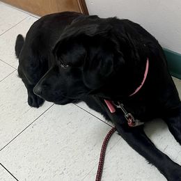 Hallie - Labrador Retriever