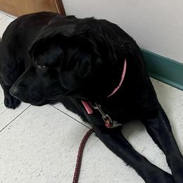 Hallie - Labrador Retriever