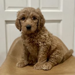 Wasabi - Red  Goldendoodle puppy in Bartow, Florida from Furever Doodles