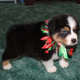 "Maverick" - Australian Shepherd puppy from Briarbrook Australian Shepherds
