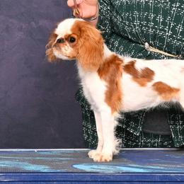 English Toy Spaniels and Irish Red and White Setters from NyaStar