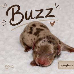 Buss - Dapple male Dachshund puppy in Paris, Texas from Kuttin’ Up Mini Aussies