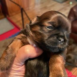 Miracle - Red and tan female Shih Tzu puppy in Clarksburg, West Virginia from Pilgrim Shih tzu