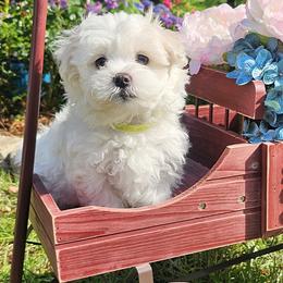 Green Collar Boy - White male Maltese puppy in Guyton, Georgia from Fluff Town Puppies