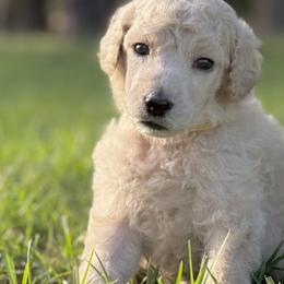 Mr Yellow Collar (video) - Cream male Poodle puppy in Screven, Georgia from Dreamland Standard Poodles