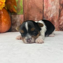 Cooper 3750 - Black tan and white male Biewer Terrier puppy in Douglas, Georgia from South Georgia Yorkies and Biewers
