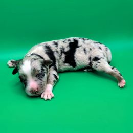 Remi3Boy1- BMM,Long,AKC,OFA,Genetics - Blue merle male Australian Shepherd puppy in South Hill, Virginia from Silverside Aussies LLC