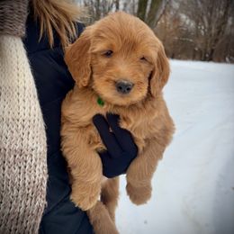 Boy 1- green - Red  male Goldendoodle puppy in Mattawan, Michigan from Doodifuldoods