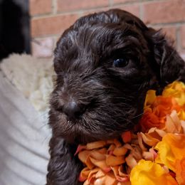 Australian Labradoodle Puppies from Llewellyn's Grove Labradoodles