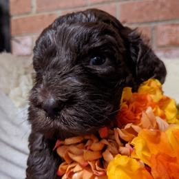 Australian Labradoodle Puppies from Llewellyn's Grove Labradoodles