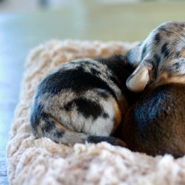 Dachshund Puppies from Tired Chef Dachshunds