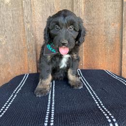 Surf - Black tri-color male Aussiedoodle puppy in Eastland, Texas from H5 Mini Doodles